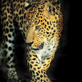 Шторка на ванную Brimix леопард 180х200мм